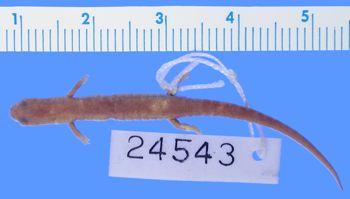 Media type: image; Herpetology A-24543